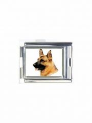 Motiv Schäferhund