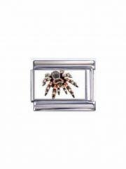 Motiv Spinne