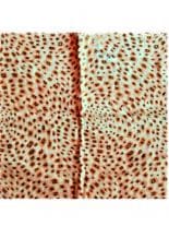 Tuch beige Textur