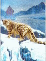 Alu Bild Leopard