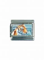 Motiv Tiger
