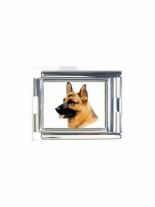 Motiv Schäferhund