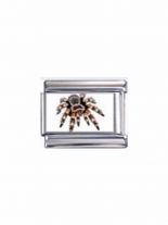 Motiv Spinne
